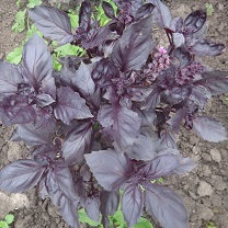 Базилик овощной Фиолетовый крупнолистный Базилик овощной Фиолетовый крупнолистный