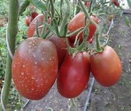 Томат Пурпурный русский Томат Пурпурный русский