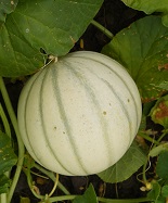 Дыня Чарентайс Дыня Чарентайс