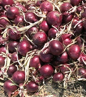 Лук репчатый Ред Барон Лук репчатый Ред Барон