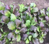 Горчица салатная Веснушка Горчица салатная Веснушка