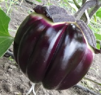 Баклажан Флоренция Баклажан Флоренция