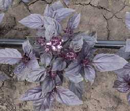 Базилик овощной Кримсон кинг Базилик овощной Кримсон кинг