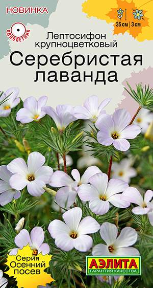 Лептосифон Серебристая лаванда Лептосифон Серебристая лаванда