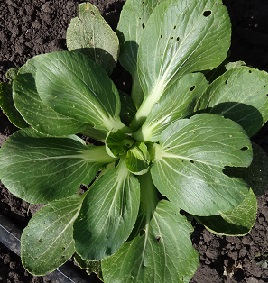 Капуста китайская Пак Чой зеленая Капуста китайская Пак Чой зеленая