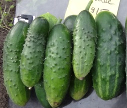 Огурец Феникс Огурец Феникс