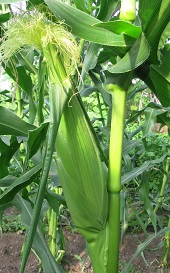 Кукуруза сахарная Фернандо Кукуруза сахарная Фернандо