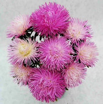 ����� ��������� ������ �������