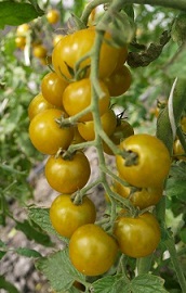 Томат Янтарные сережки Томат Янтарные сережки