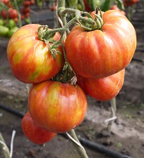 Томат Винтаж вайн Томат Винтаж вайн