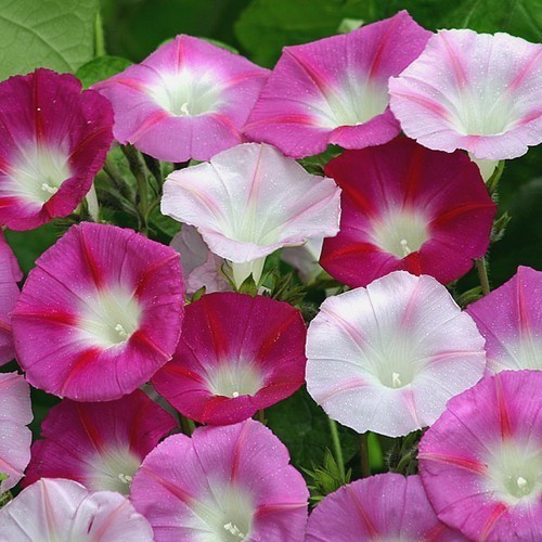 Ипомея пурпурная, специальная смесь сортов (звездчато-малиновая) Ипомея пурпурная, специальная смесь сортов (звездчато-малиновая)