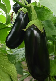 Баклажан Черное золото Баклажан Черное золото