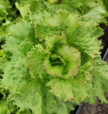 Салат Кучерявец грибовский Салат Кучерявец грибовский