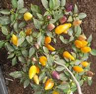 Перец острый Идея Перец острый Идея