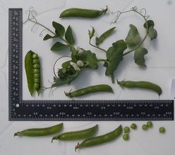 Горох овощной Спринтер Горох овощной Спринтер