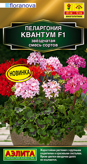 Пеларгония садовая Квантум F1, смесь сортов