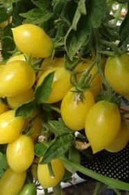 Томат Звездочет Томат Звездочет