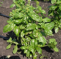 Базилик овощной Бархат Базилик овощной Бархат