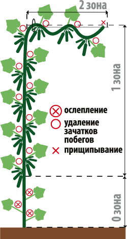 20.V-10.VI,   2-3  - 