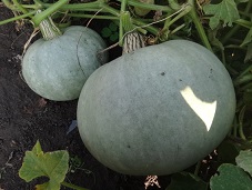 Тыква крупноплодная Волжская серая 92 Тыква крупноплодная Волжская серая 92
