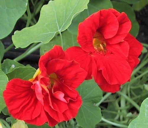 Настурция вьющаяся Глем гибридная махровая и полумахровая алая Настурция вьющаяся Глем гибридная махровая и полумахровая алая