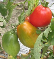 Томат Сахарная избушка Томат Сахарная избушка