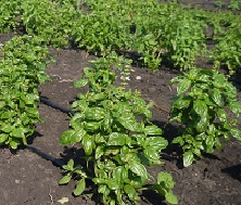 Базилик овощной Тонус Базилик овощной Тонус