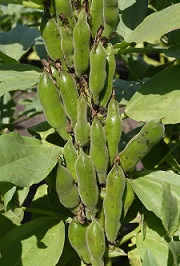 Бобы овощные Русские черные Бобы овощные Русские черные