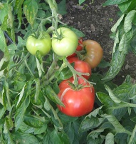 Томат Лотос Томат Лотос