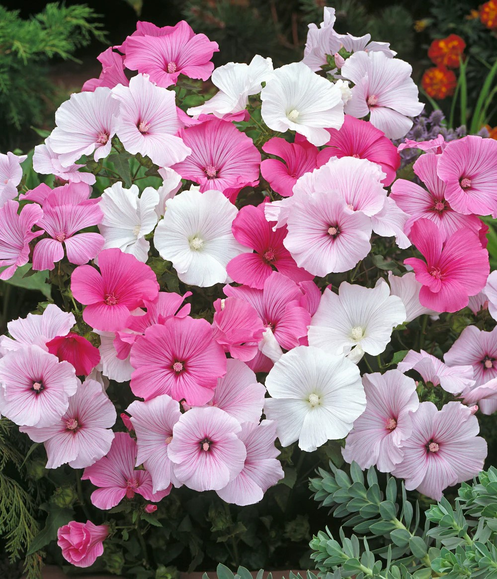 �������� ������������ ������, ����� ������