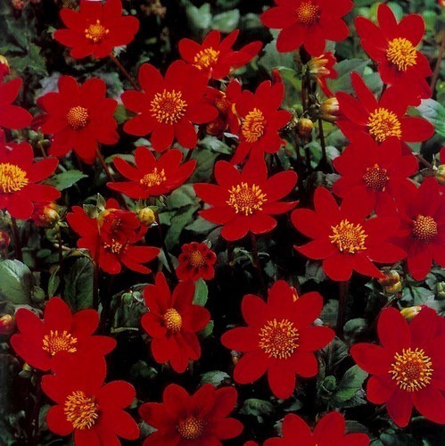 Георгина изменчивая Мигнон карликовая красная Георгина изменчивая Мигнон карликовая красная