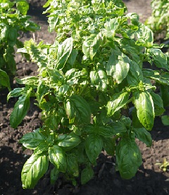 Базилик овощной Восточный экспресс Базилик овощной Восточный экспресс