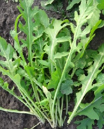 Индау (руккола) Даркита Индау (руккола) Даркита