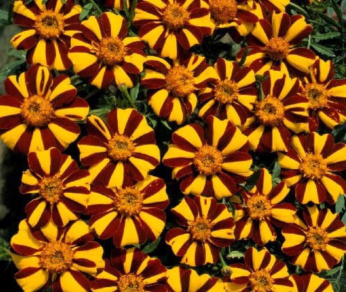 Бархатцы Джолли Джестер отклоненные Бархатцы Джолли Джестер отклоненные