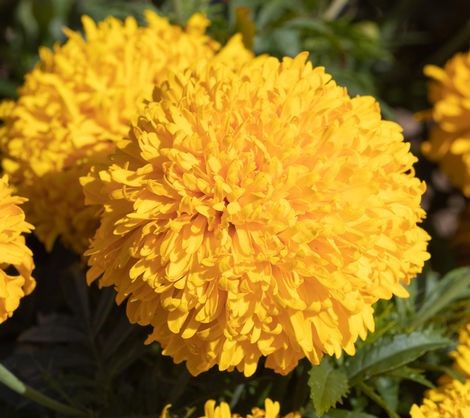 Бархатцы Спун золотистые хризантемовидные прямостоячие Бархатцы Спун золотистые хризантемовидные прямостоячие
