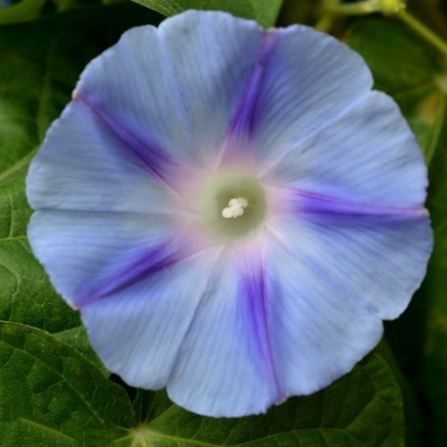 Ипомея пурпурная Дакапо голубая Ипомея пурпурная Дакапо голубая