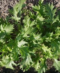 Капуста японская Мизуна Капуста японская Мизуна