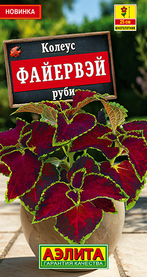 Колеус Файервэй руби Колеус Файервэй руби