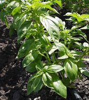 Базилик овощной Зеленый ароматный Базилик овощной Зеленый ароматный