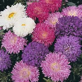 ����� ��������� ���������, ����� ������