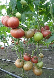 Томат Дикий Фред Томат Дикий Фред