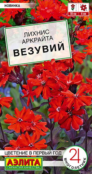 Лихнис Везувий