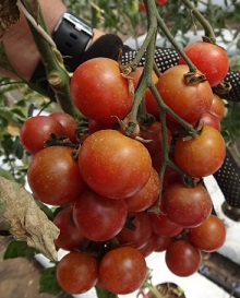 Томат Розелла Томат Розелла