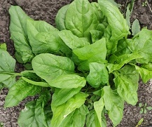 Шпинат Виктория Шпинат Виктория