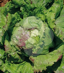 Салат Уникум Салат Уникум