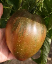 Томат Воловье сердце коричневое Томат Воловье сердце коричневое