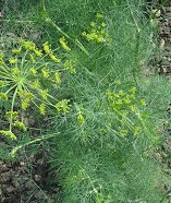 Укроп Супердукат OE Укроп Супердукат OE