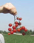 Томат Клепа Томат Клепа