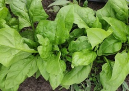 Шпинат Вирофлэй Шпинат Вирофлэй