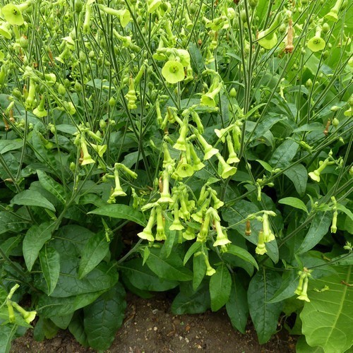 Табак Лангсдорфа душистый Табак Лангсдорфа душистый